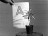 John Baldessari Teaching a Plant the Alphabet 1972 Video 18:40 min, s/w, Ton Courtesy John Baldessari